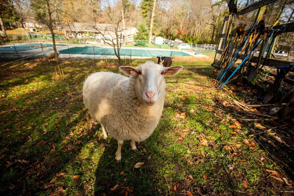 Our sheep