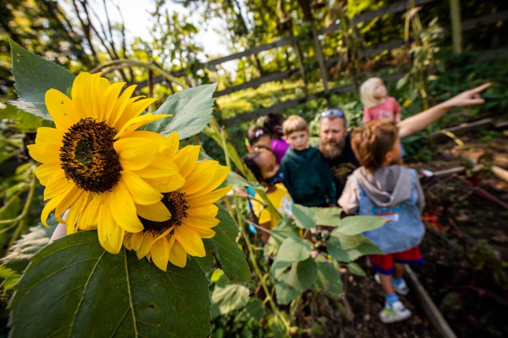 Sunflowers and a few students in the garden area of SRV